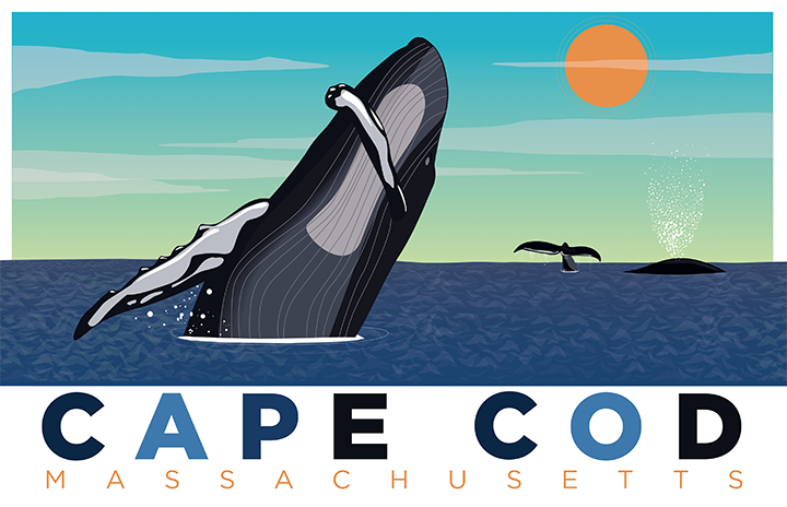 Whales of Cape Cod